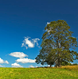 Tips for going green with your vehicle!